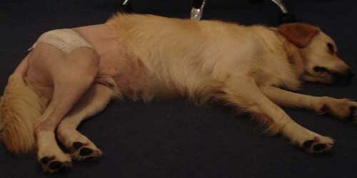 hip dysplasia in golden retrievers labrador health the story of rocky the golden retriever with hip dysplasia hip dysplasia in golden retrievers labrador health the story of rocky the golden retriever with hip dysplasia
