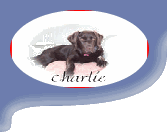 Picture of Charlie, the bionic pup